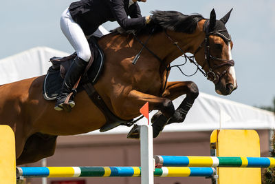 Man riding horse