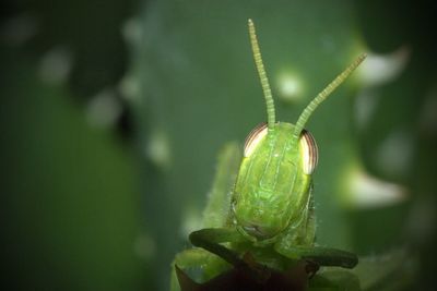 Close-up of insect on leaf