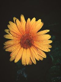 Close-up of flower against black background