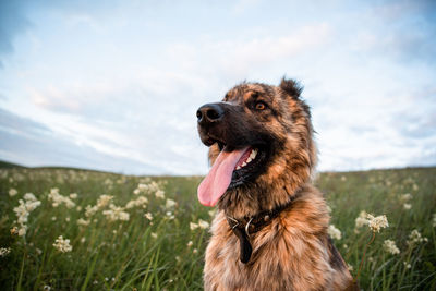 Portrait of a dog on field