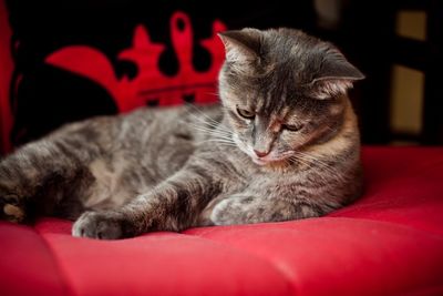 Close-up of cat sleeping on sofa