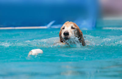 Portrait of dog swimming in pool