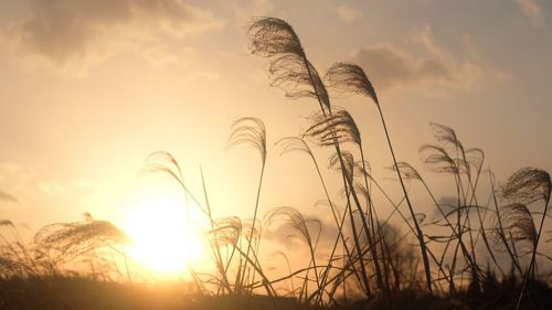 Low angle view of plants against sky during sunset
