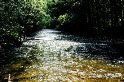 River flowing amidst trees in forest