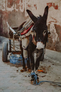 Donkey with small cart in a street in marrakesh medina, used for carrying goods. 