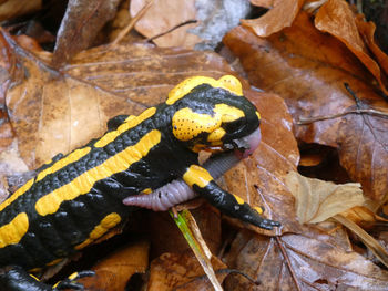 High angle view of lizard on leaves