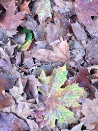 Full frame shot of autumn leaf