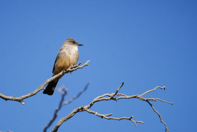 Low angle view of bird perching on branch against blue sky