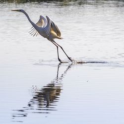 Bird on a lake