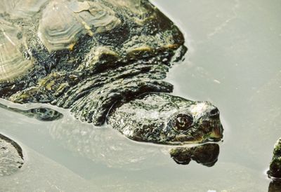 Close-up of turtle swimming in water