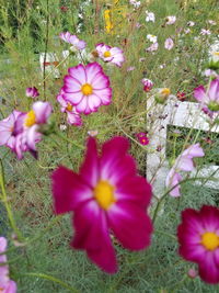 High angle view of cosmos flowers blooming on field