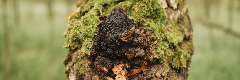 Chaga mushroom growing on birch tree trunk on summer forest. wild raw food chaga parasitic fungus