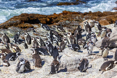 View of birds on beach