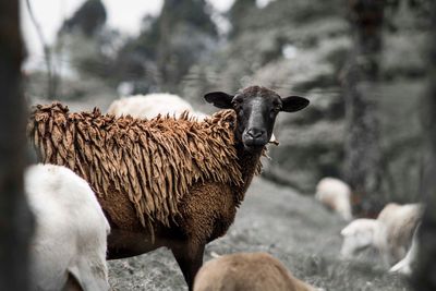 Giraffe standing on land