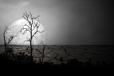 Silhouette bare tree by sea against clear sky
