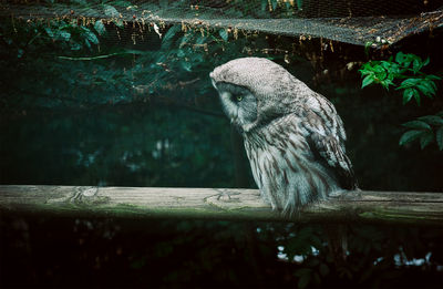 Side view of owl on wooden log