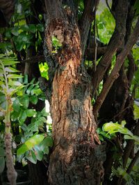 Close-up of tree trunk in forest