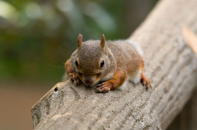 Close-up of squirrel on tree branch