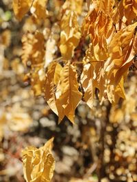 Close-up of yellow leaves on plant during autumn