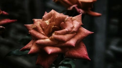 Close-up of flowers blooming outdoors