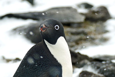 Portrait of adelie penguin face