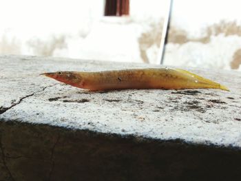 Close-up of lizard