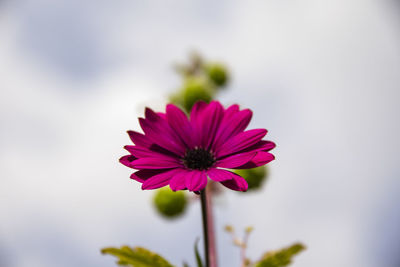 Close-up of pink flower against blurred background