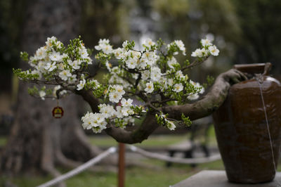 Close-up of white flowering plant in field