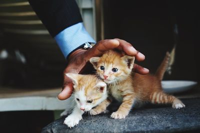 Cropped hand of man holding cute kittens on table