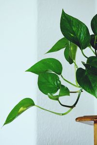 Close-up of potted plant against white wall