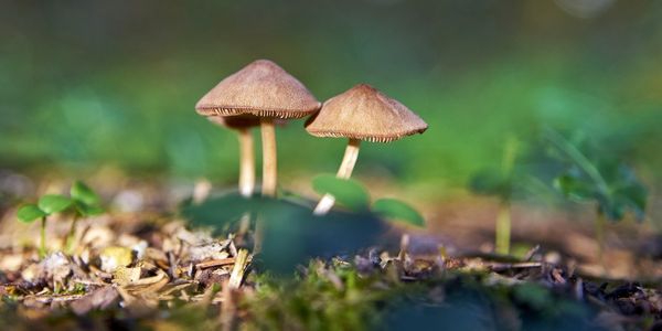 Close-up of mushroom on field