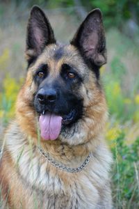 Close-up portrait of a dog