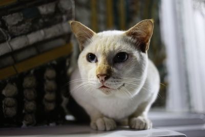 Close-up portrait of white cat