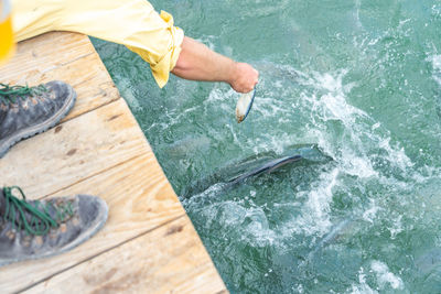 High angle view of hand holding fish at sea shore