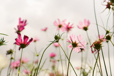 Pink cosmos bloom in a field of cosmos hybrid on blur background under cloudy white sky