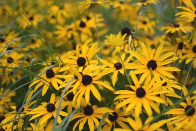 Yellow flowers blooming on field