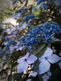 Close-up of purple flowers