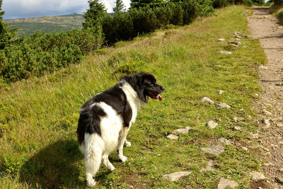 Black dog lying on field