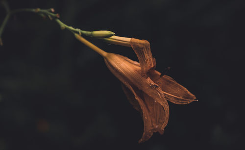 Close-up of wilted flower