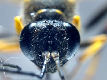 Close-up of insect
