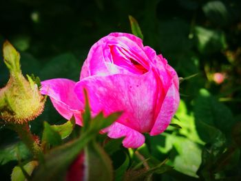 Close-up of pink rose