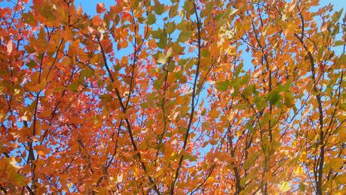 Low angle view of trees against blue sky