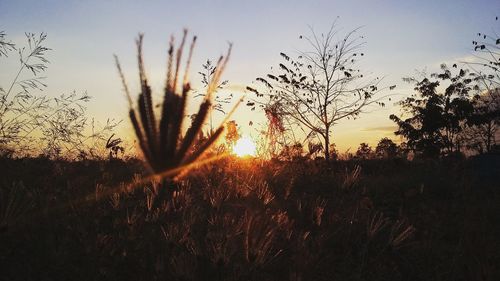 Silhouette plants on field against sky during sunset