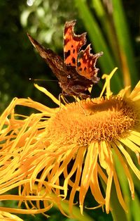 Close-up of butterfly on flower