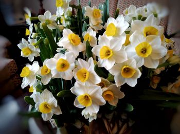 Close-up of yellow flowering plant