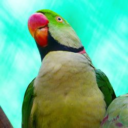 Close-up of parrot