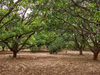 Trees on field