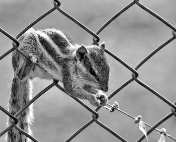 Close-up of chainlink fence in cage