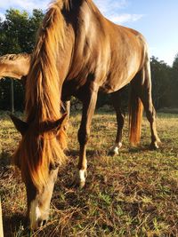 Horses grazing on field