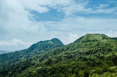 Scenic view of forest against sky